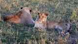 TANZANIA - Serengeti National Park - Leoni Lions - 73